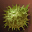 Thorn Cobol